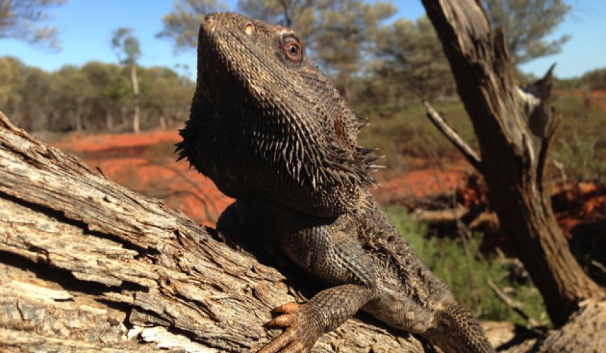 Australian lizard changes sex when the temperature rises